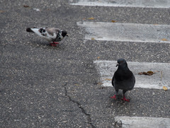 Columba livia domestica