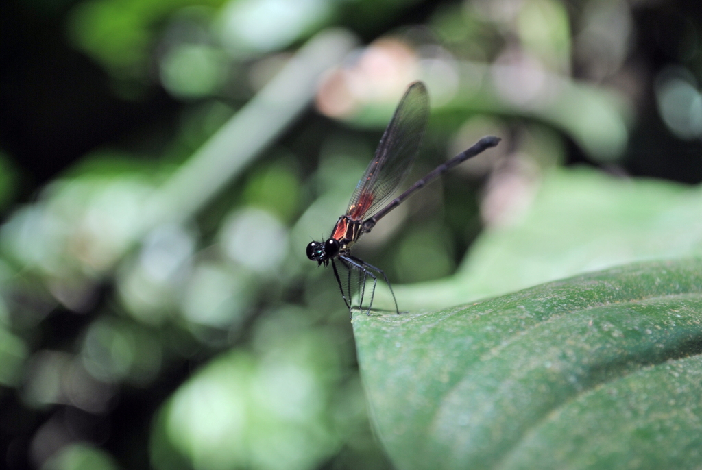 Hetaerina sempronia