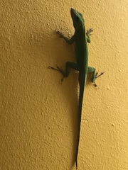 Anolis marmoratus