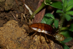 Celatoblatta undulivitta