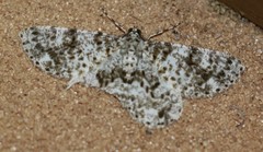 Thallogama corticola