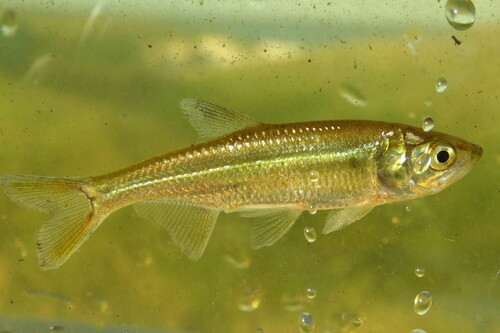 Atlantic Tarpon, photo 10 of 10