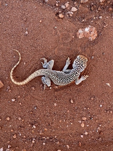 Central Netted Dragon