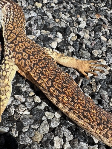 Sand Monitor