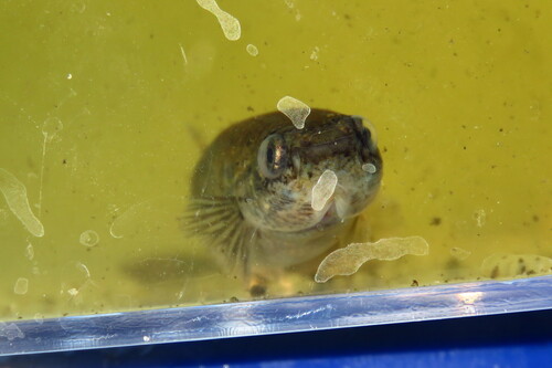 Mangrove rivulus (Kryptolebias marmoratus) — Rivulidae — 5