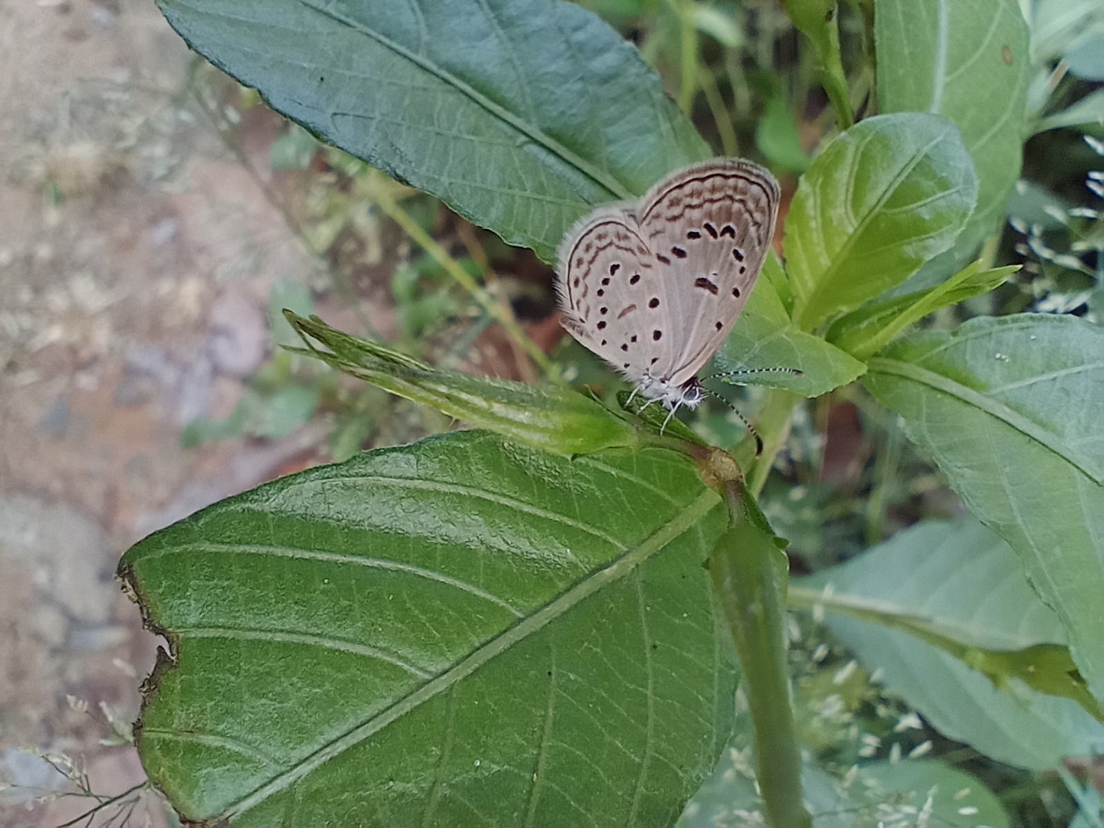 Tiny Grass Blue