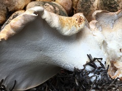 Albatrellaceae
