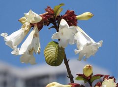 Beaumontia grandiflora