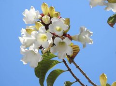 Beaumontia grandiflora