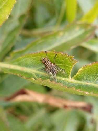 Ravinia rufipes