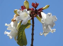 Beaumontia grandiflora