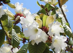 Beaumontia grandiflora