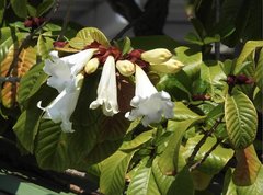 Beaumontia grandiflora