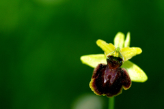 Ophrys sphegodes sphegodes