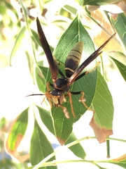 Polistes comanchus navajoe