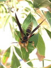 Polistes comanchus navajoe
