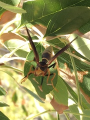 Polistes comanchus navajoe
