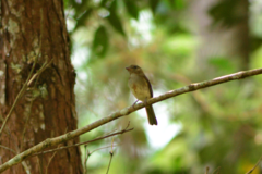Green-Backed Whistler photo 3
