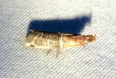 Moodna pallidostrinella