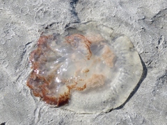 Rhizostomatoidea