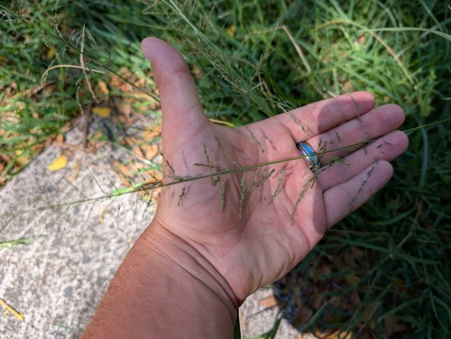 Sporobolus diandrus observed 2025-05-01