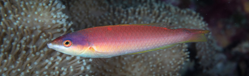 Pseudojuloides kaleidos observed 2025-05-01