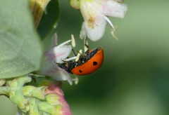 Hippodamia convergens