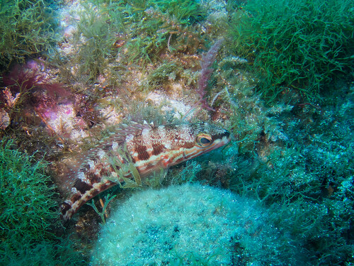 Channos (Serranus cabrilla) — Serranidae — 4