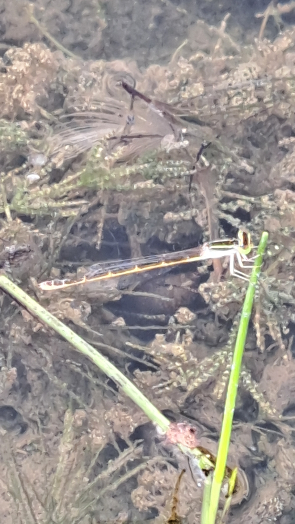 Golden Bluetail
