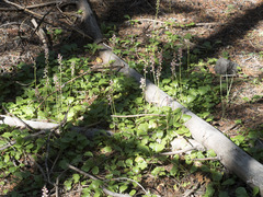 Pyrola asarifolia asarifolia