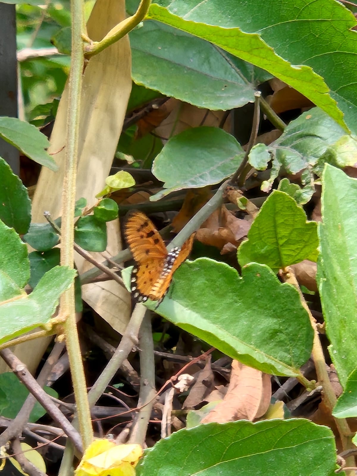 Tawny Coster