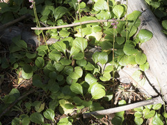 Pyrola asarifolia asarifolia