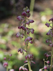Pyrola asarifolia asarifolia
