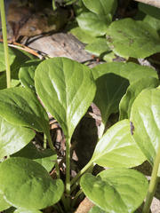 Pyrola asarifolia asarifolia