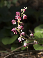Pyrola asarifolia asarifolia