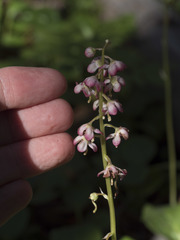 Pyrola asarifolia asarifolia