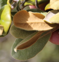Pittosporum serpentinum