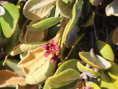 Pittosporum serpentinum