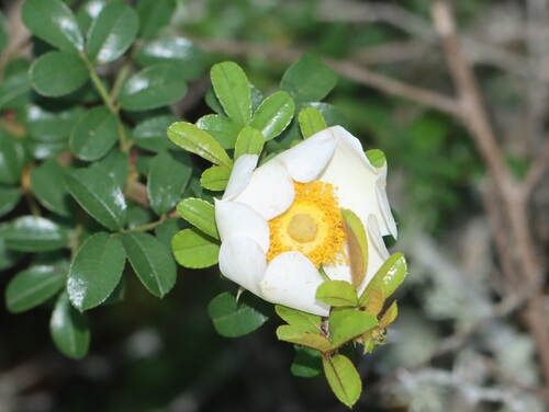 Image of Rosa bracteata by (c) Rich Sommer, some rights reserved (CC BY)