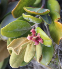 Pittosporum serpentinum