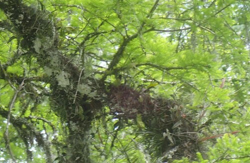 Image of Epidendrum conopseum by (c) mfeaver, some rights reserved (CC BY)