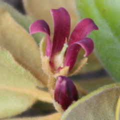 Pittosporum serpentinum