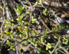 Coprosma distantia