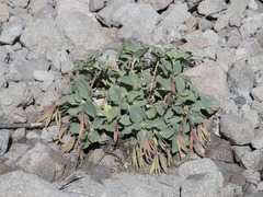 Cycladenia humilis humilis