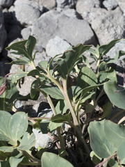 Cycladenia humilis humilis
