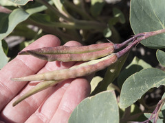 Cycladenia humilis humilis