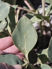 Cycladenia humilis humilis