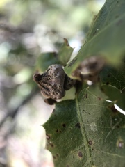 Heteroecus sanctaeclarae