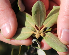 Pittosporum serpentinum