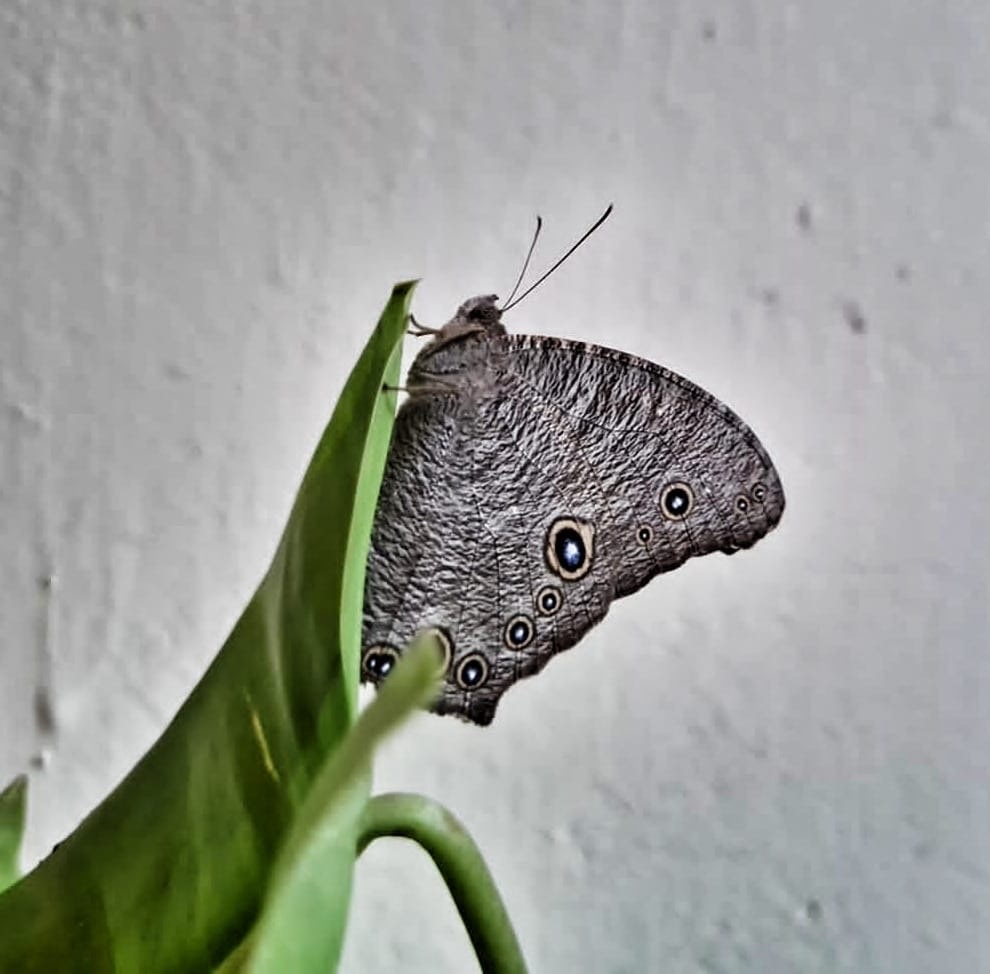 Common Evening Brown